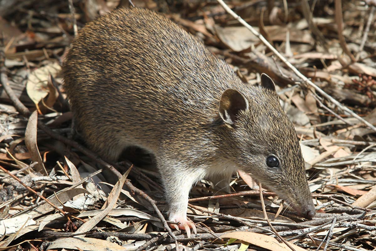 Southern Brown Bandicoot