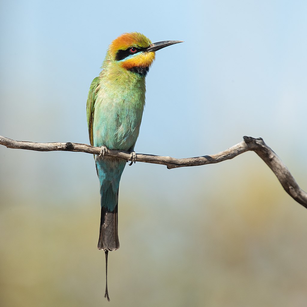 Rainbow Bee-eater (Merops ornatus), Patchewollock Conservation Reserve, Victoria, Australia