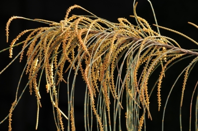 Allocasuarina verticillata - Photo by Clarke, Ian