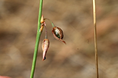 Arthropodium fimbriatum - Photo by Jansen, Loraine
