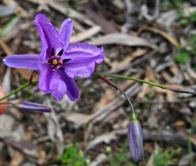 Arthropodium strictum - Photo by Annabel Carle