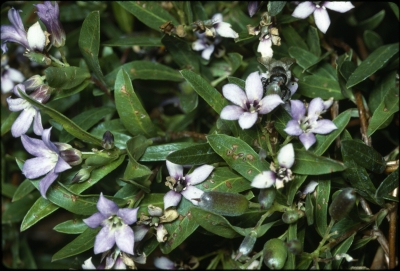 Billardiera cymosa - Photo by McCann, Ian