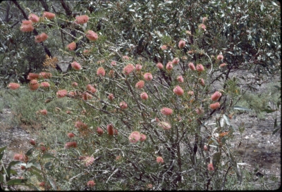 Callistemon rugulosus - Photo by Dunn, Ilma