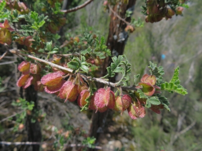 Dodonaea boroniifolia - Photo by Schuster, T.M.