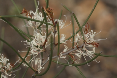 Hakea decurrens - Photo by Lay, Geoff