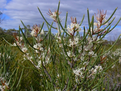 Hakea rostrata - Photo by Goods, Graham & Maree