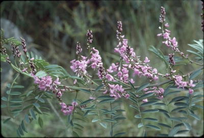 Indigofera australis - Photo by Dunn, Ilma