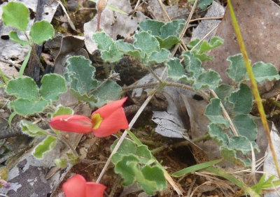 Kennedia prostrata - Photo by Blair, Neil