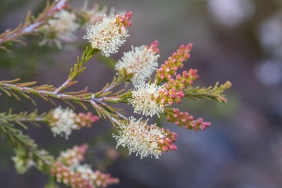 Melaleuca parvistaminea - Photo by Robinson, Alastair S.