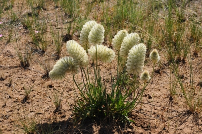 Ptilotus macrocephalus - Photo by Jeanes, Jeff