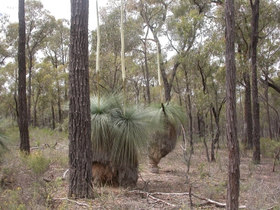 Xanthorrhoea glauca - Photo by Walsh, Neville G.