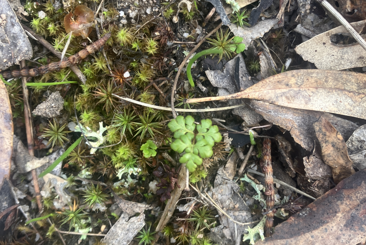 Rock Fern frond