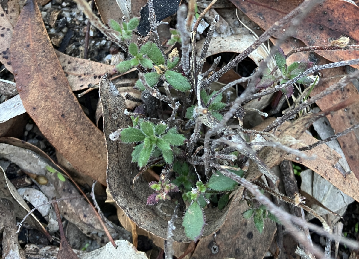 Common Raspwort shoots