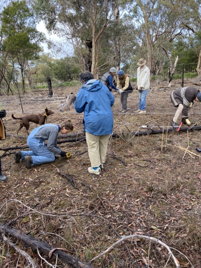 Enclosure plot fencing and revegetation in 2024
