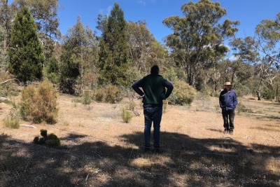 Basin Reserve exclusion zone in 2021, 25 years after the planting working bees in 1996