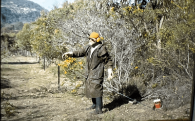 Fencing being erected at a landholder’s property in 1990.