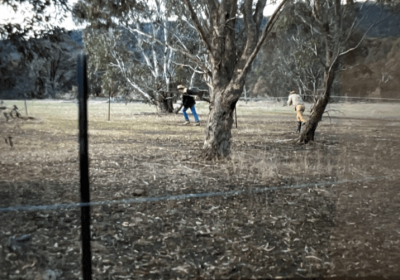 Fencing being erected at a landholder’s property in 1990.